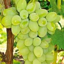 Thompson seedless grapes plant