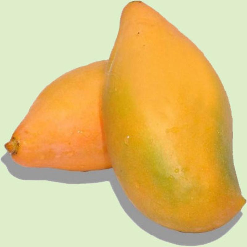 Aswina Mango Fruit Plant (Grafted) - Naturemart.in