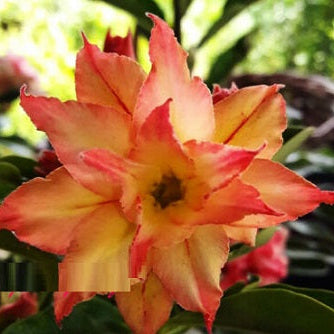 Rose Variety Adenum Flower Plant For Home Garden - Naturemart.in
