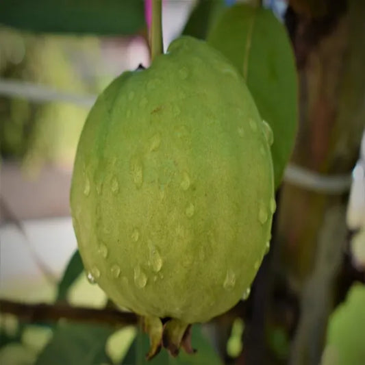 Lucknow 49 Guava Fruit Plant - Naturemart.in