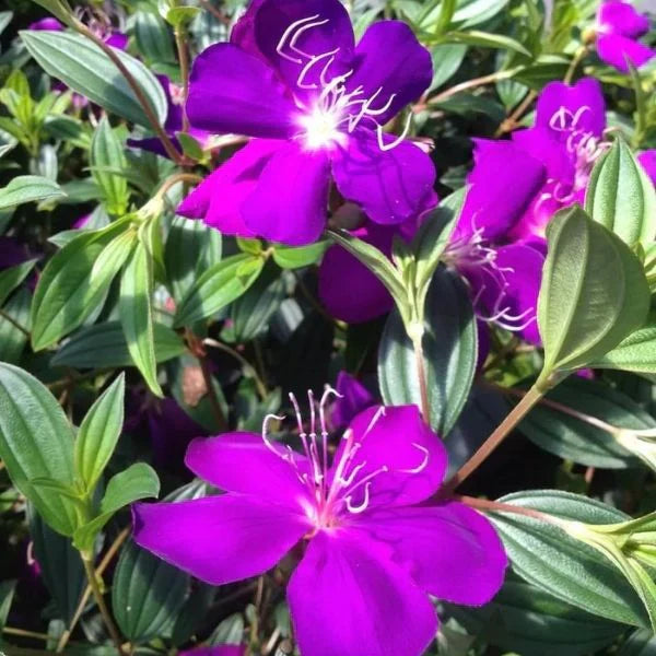 Begum Bahar Flowers Plants - Naturemart.in