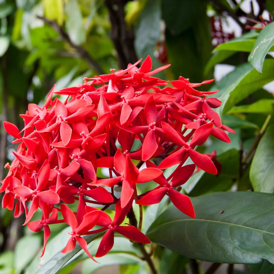 Ixora Flower Plant( Red Colour) - Naturemart.in