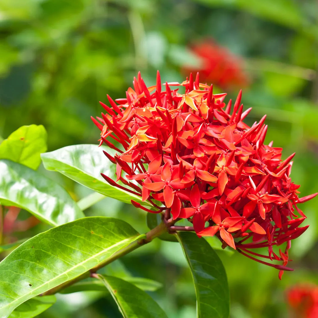 Ixora Flower Plant( Red Colour) - Naturemart.in