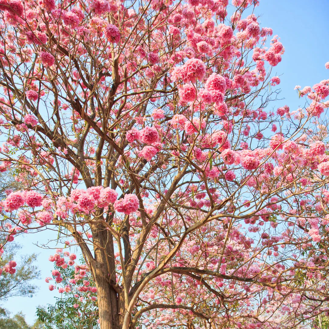 Jacaranda ( pink) Flowers Plants For Home Garden - Naturemart.in