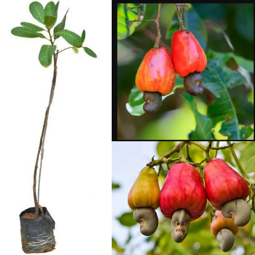 Hybrid Cashew Nut Fruit Plant For Gardening