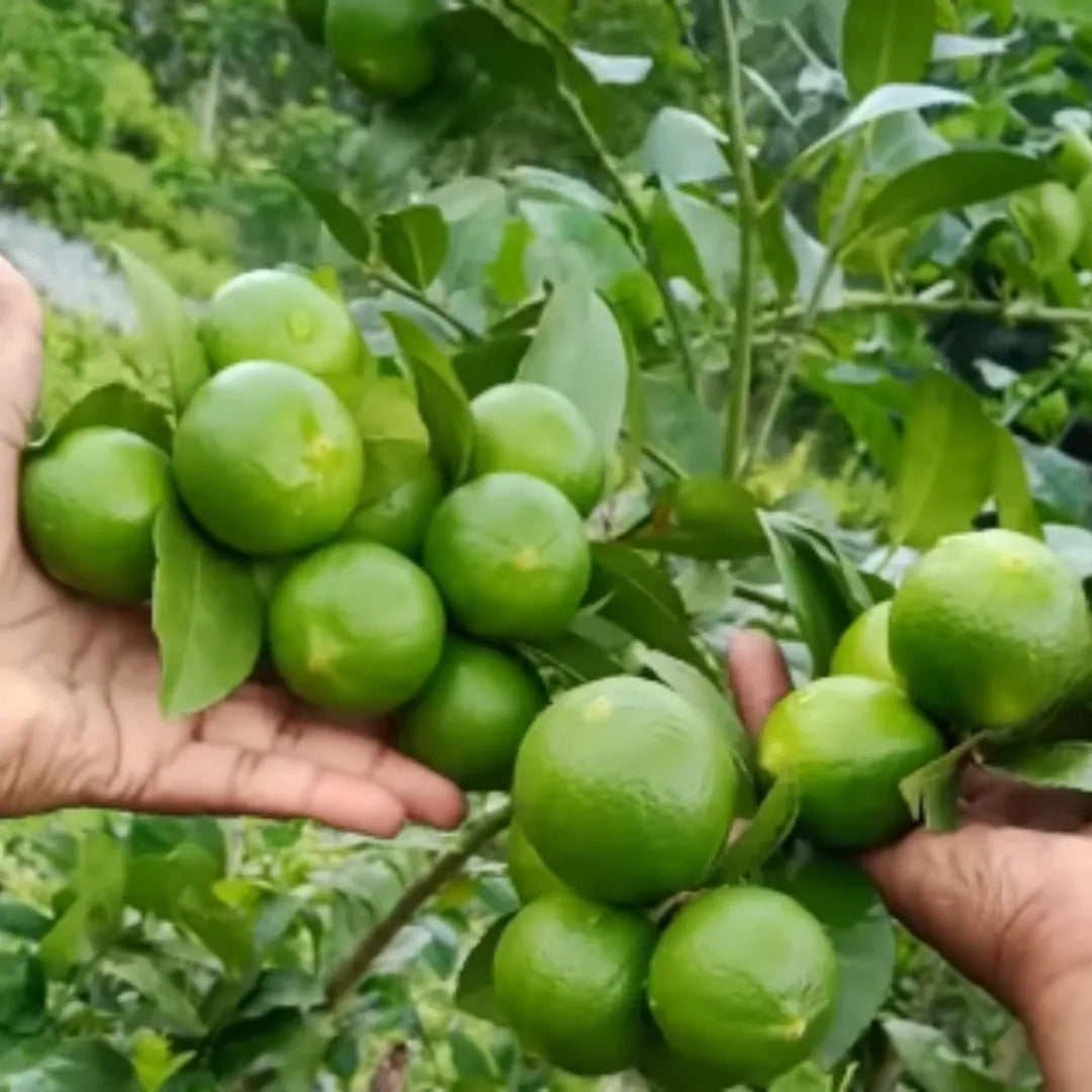 Thai Patti Lemon Fruit Plant - Naturemart.in