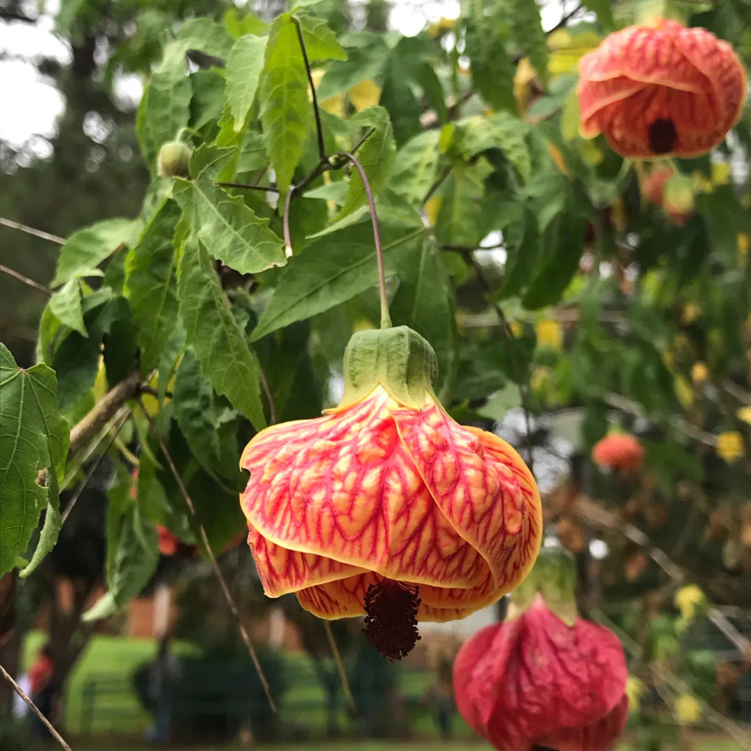 Lantern Hibiscus Plant For Gardening - Naturemart.in