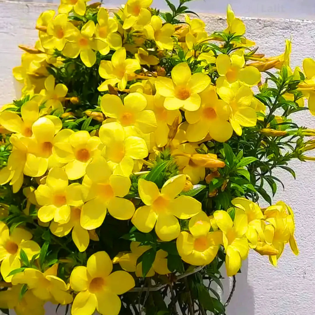 Allamanda Flowers Plant-Yellow Colour - Naturemart.in