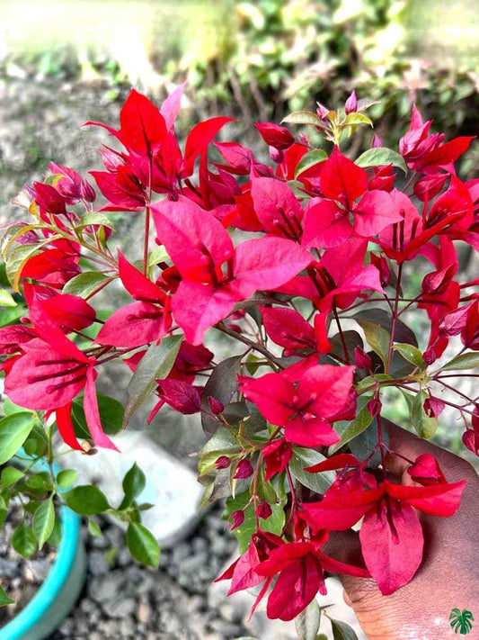 Ruby Red Bougainvillea flower plant