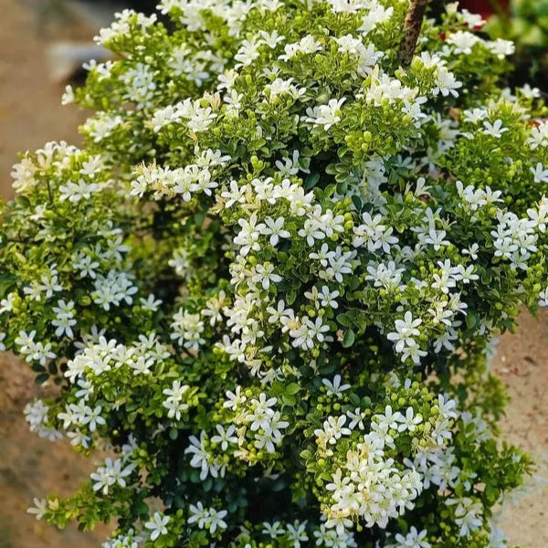 Madhu kamini Dwarf Flower Plant - Naturemart.in