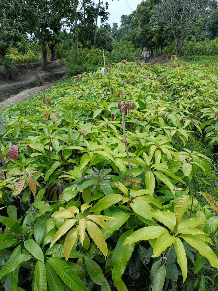 Gulab Khas Mango Plant (Grafted) - Naturemart.in
