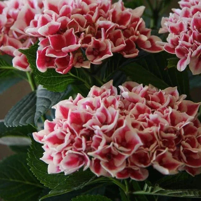 Hybrid Hydrangea Plant For Gardening - Naturemart.in