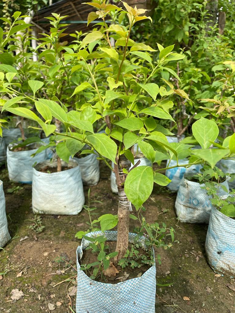Multigrafted Bougainvillea Plant for Gardening
