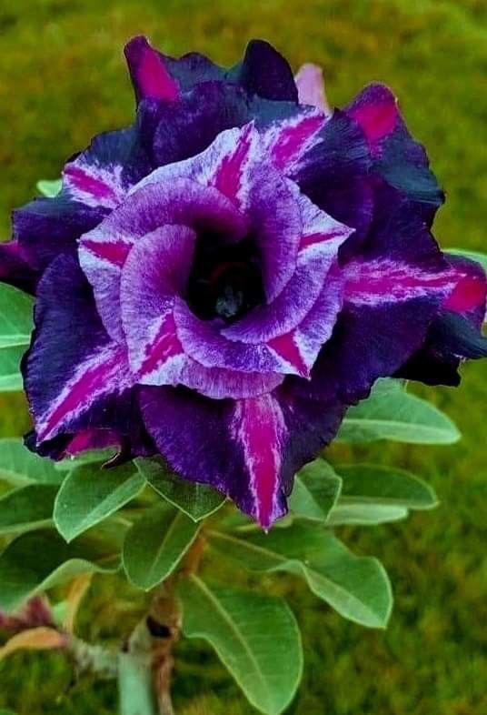 Rose Variety Adenum Flower Plant For Home Garden - Naturemart.in