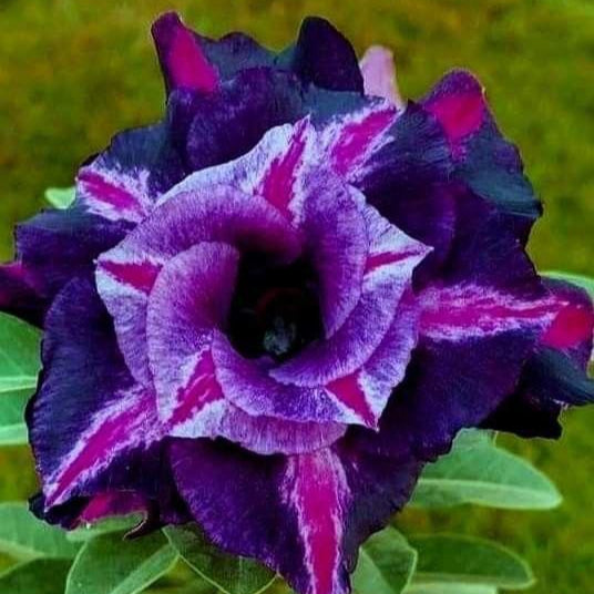 Rose Variety Adenum Flower Plant For Home Garden - Naturemart.in