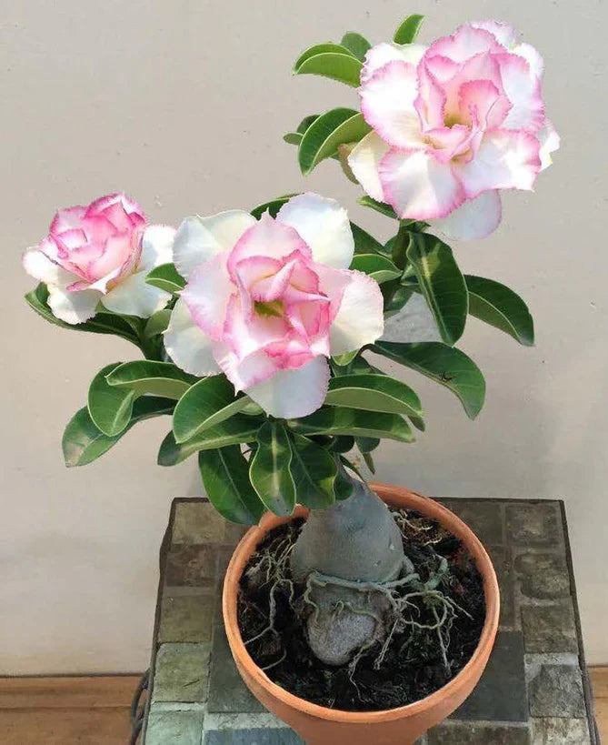 Rose Variety Adenum Flower Plant For Home Garden - Naturemart.in