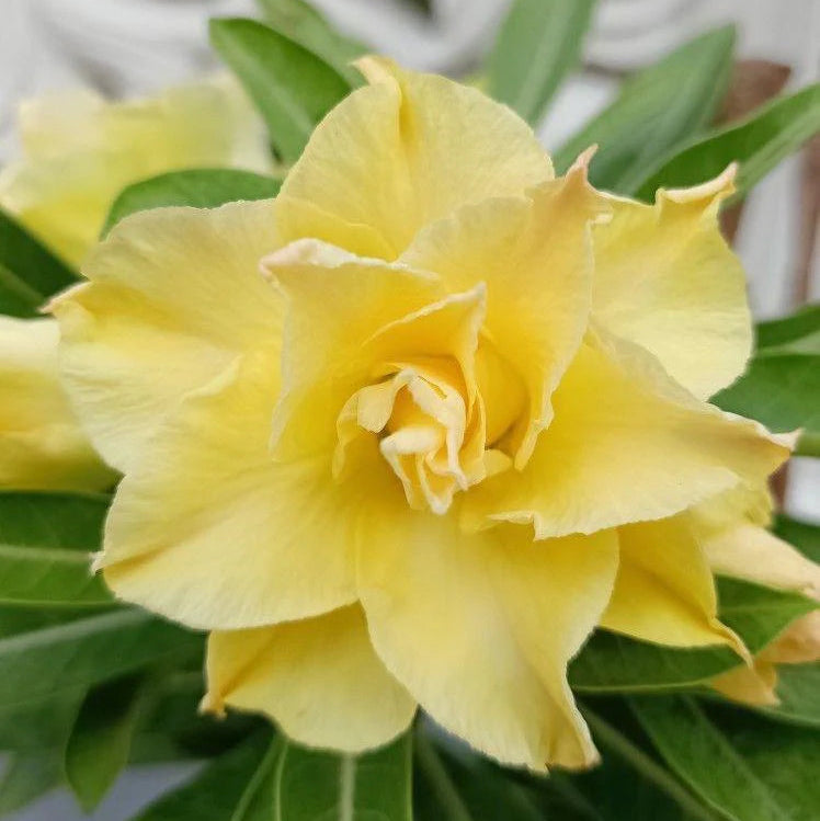 Rose Variety Adenum Flower Plant For Home Garden(Y) - Naturemart.in