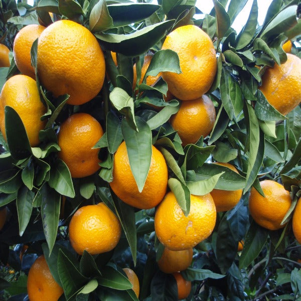 Satsuma Orange Fruit Plant(Grafted) - Naturemart.in