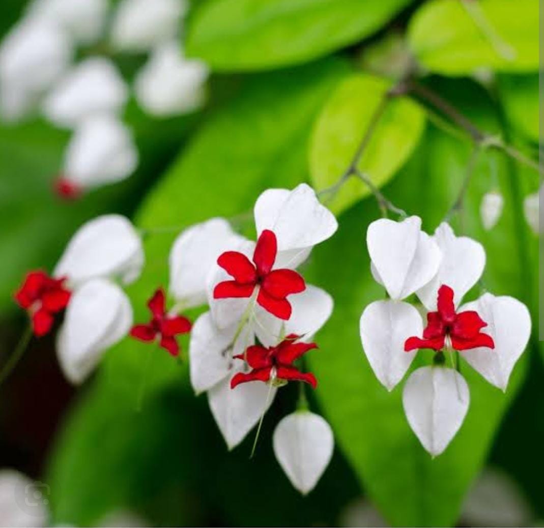 Bleeding Heart Vine White Creepers - Naturemart.in