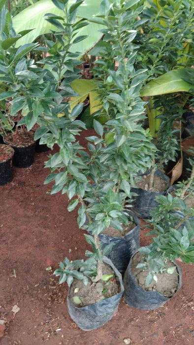 Dwarf Chinese Mosambi Fruit Plant - Naturemart.in
