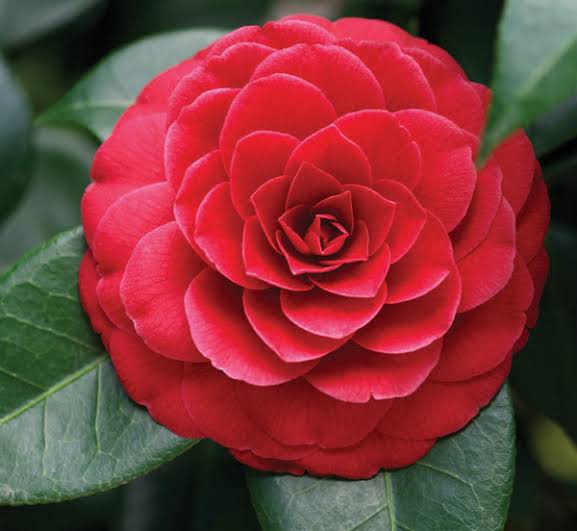 Camelia Flowers Plant For Gardening - Naturemart.in