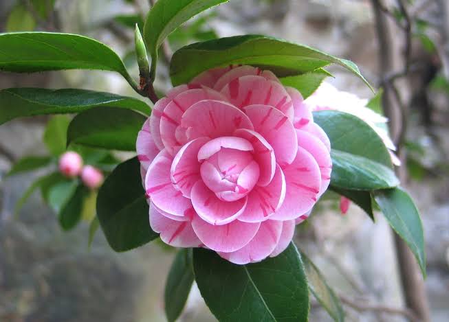 CAMELLIA FLOWERS PLANTS - Naturemart.in