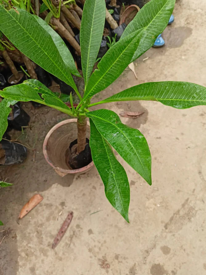 Plumeria Flowers Plant For Gardening - Naturemart.in