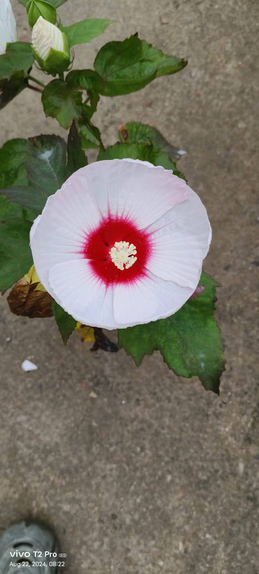 Mother India Hibiscus Flower Plant - Naturemart.in