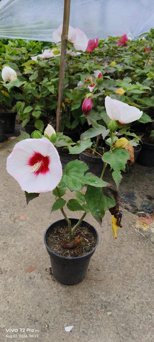 Mother India Hibiscus Flower Plant - Naturemart.in