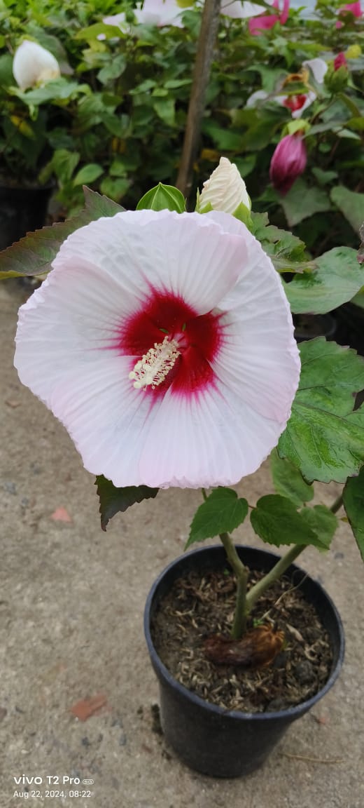Mother India Hibiscus Flower Plant - Naturemart.in