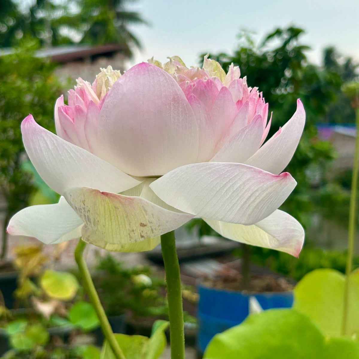 Rare Chandni Lotus Tuber - Unique Aquatic Plant for Your Garden (Pack of 1)