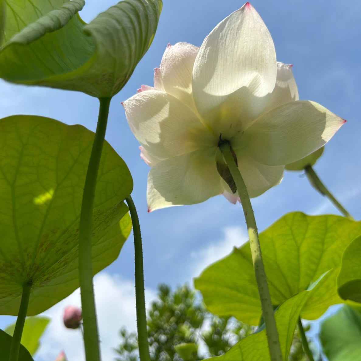 Rare Chandni Lotus Tuber - Unique Aquatic Plant for Your Garden (Pack of 1)
