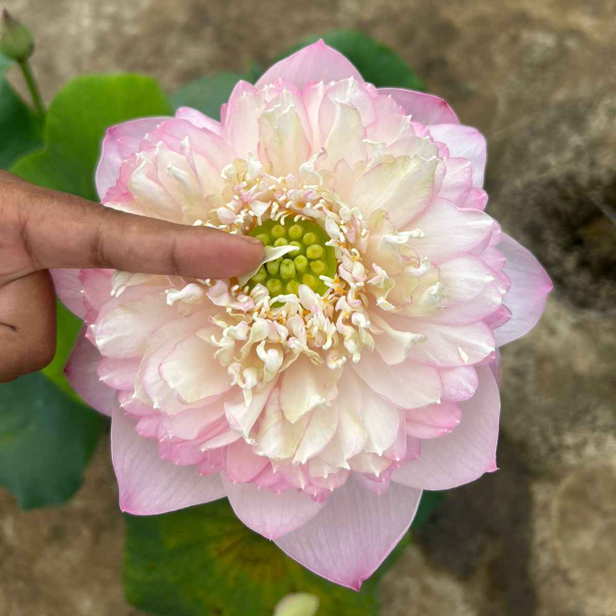 Rare Chandni Lotus Tuber - Unique Aquatic Plant for Your Garden (Pack of 1)