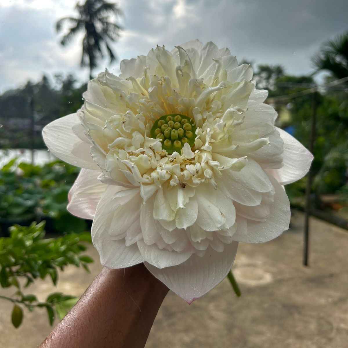 Rare Chandni Lotus Tuber - Unique Aquatic Plant for Your Garden (Pack of 1)
