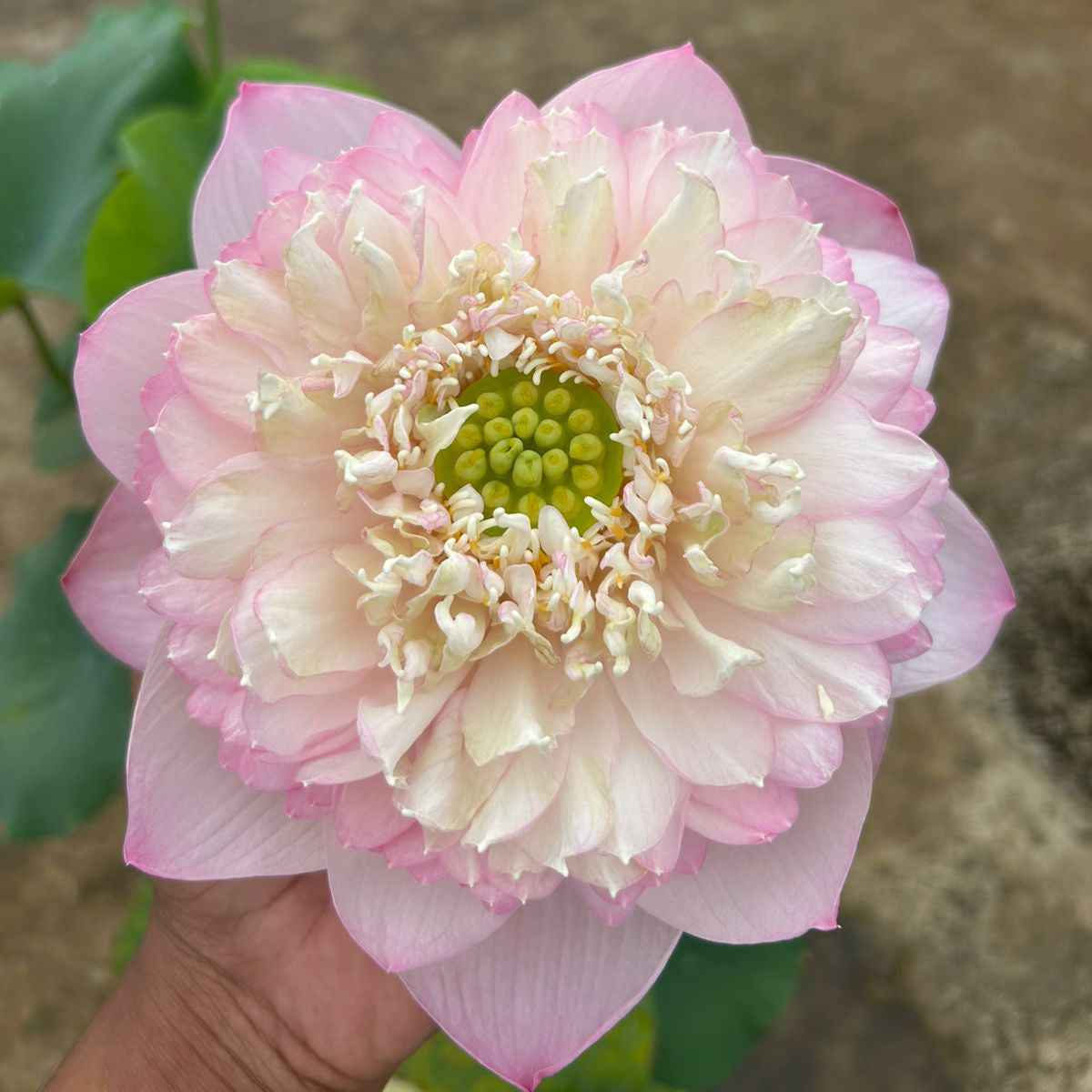 Rare Chandni Lotus Tuber - Unique Aquatic Plant for Your Garden (Pack of 1)