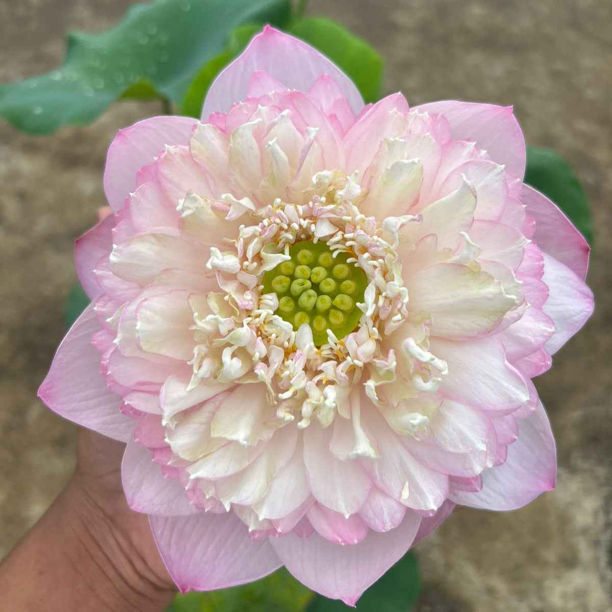 Rare Chandni Lotus Tuber - Unique Aquatic Plant for Your Garden (Pack of 1)