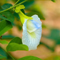 Aparajita Flowering Plant (white Colour) - Naturemart.in