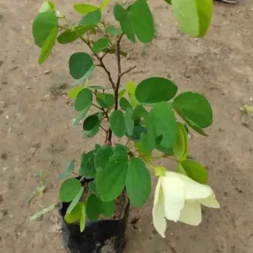 Bauhinia acuminata (Kanchan) Flower Plant- Yellow(Pack of 1)