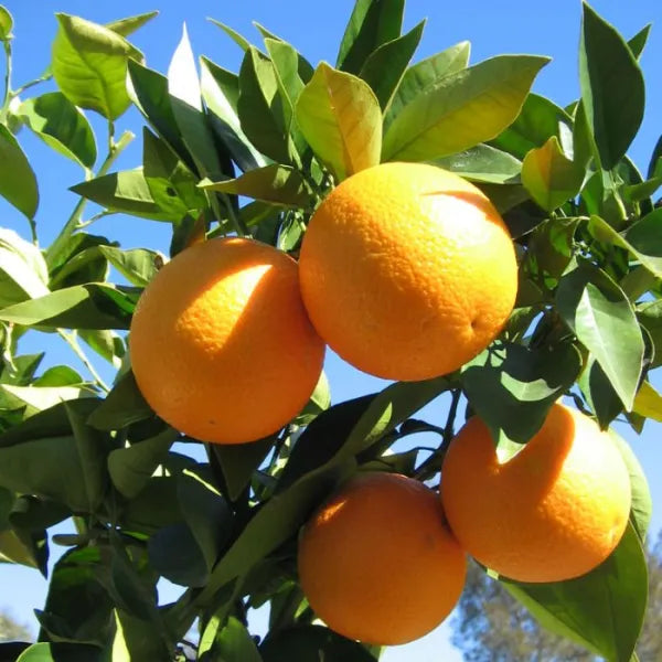 Yellow Malta Orange Plant-Grafted - Naturemart.in