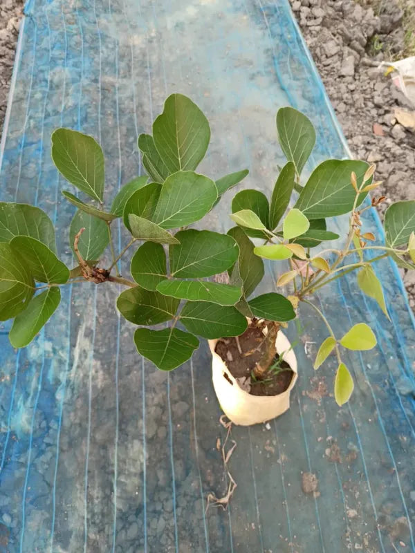 Yellow Palash Grafting Flowers Plant - Naturemart.in