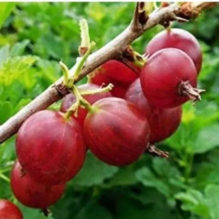 RED AMLA( Grafted )FRUIT PLANT - Naturemart.in
