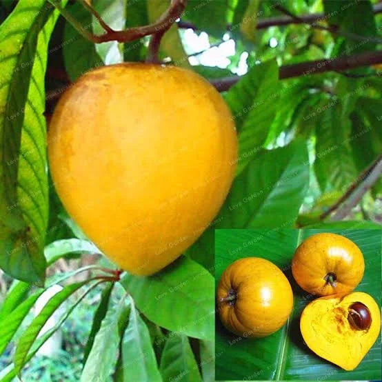 Egg Fruit Plant Grafted - Naturemart.in