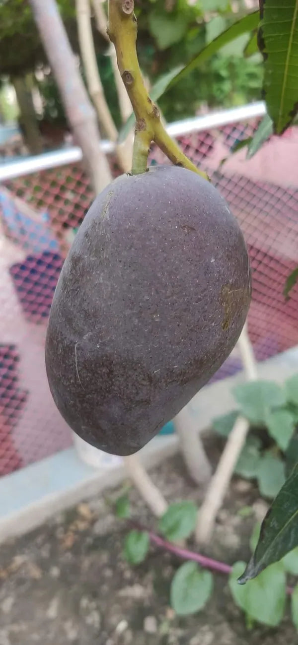 Kasturi Black Mango - Naturemart.in