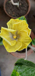 Austrelian Hibiscus Plant For Home Gardening - Naturemart.in