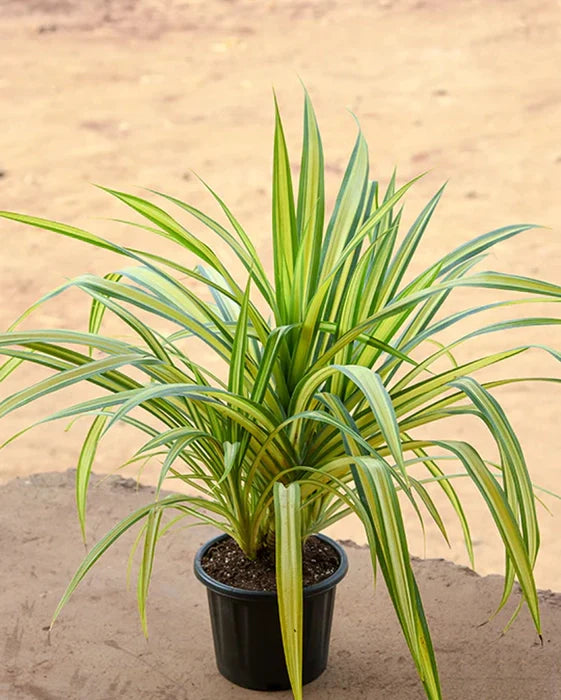 Spider Plant - Naturemart.in