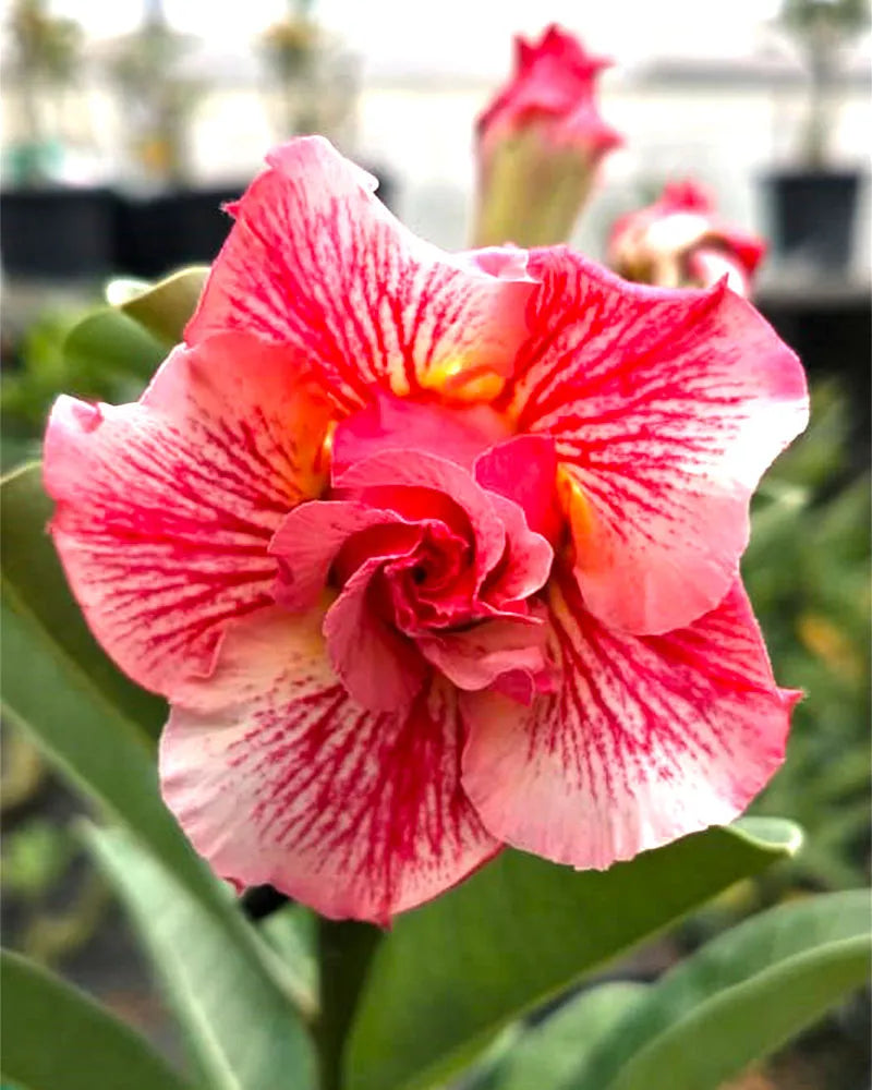 Grafted Rosy Verity Adenium Plant(Any Colour) - Naturemart.in