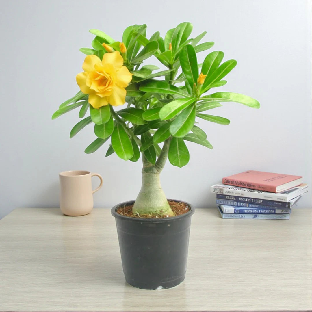 Rose Variety Adenum Flower Plant For Home Garden(Y) - Naturemart.in