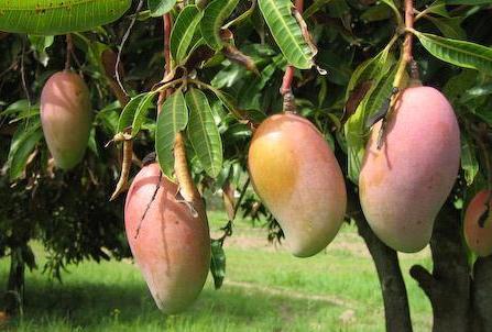 Amrapalli Mango Fruit Plant (Grafted) - Naturemart.in