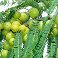 Amla (Grafted)- Fruit Plants - Naturemart.in