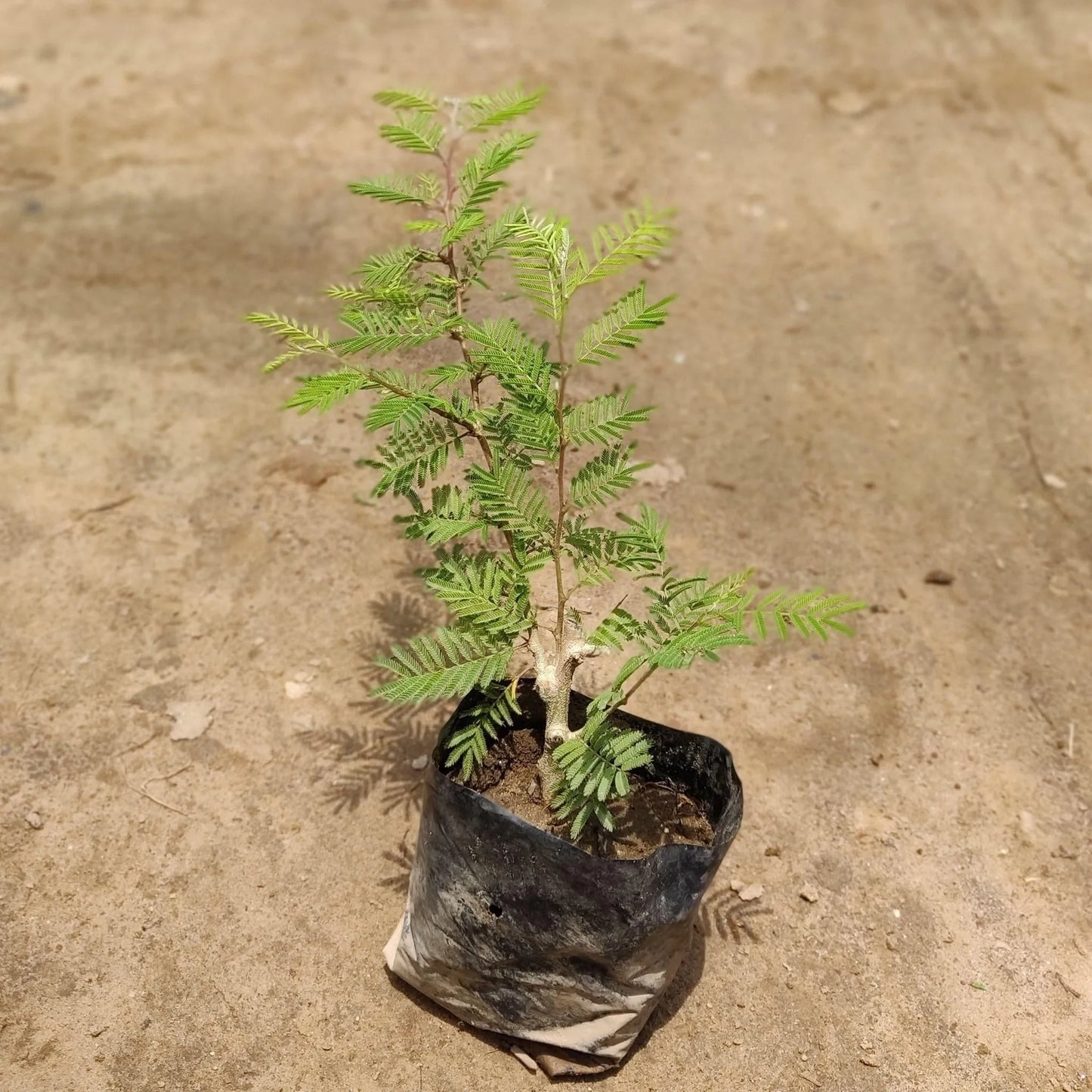 Shami Plant - Naturemart.in